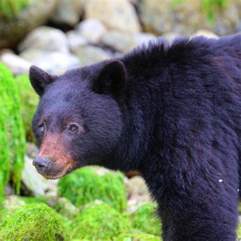 Bestguestphotos Awesome Black Bear Photo Taken By One Of Our Talented