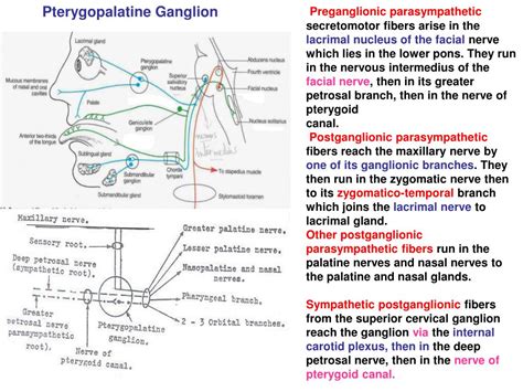 Ppt Pterygopalatine Ganglion Powerpoint Presentation Free Download