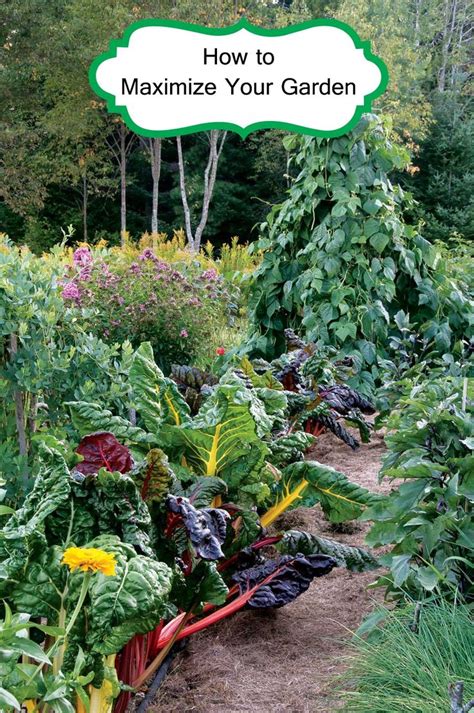 How To Maximize Your Garden Gardening Tips Organic Gardening Edible