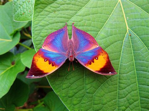 Rainbow Butterfly By Marissa Champoux Rainbow Butterfly Beautiful