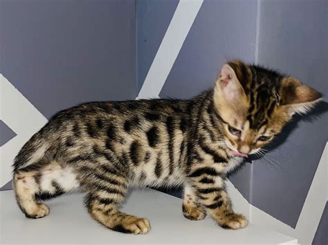 Bengal Kittens For Sale Ukpets