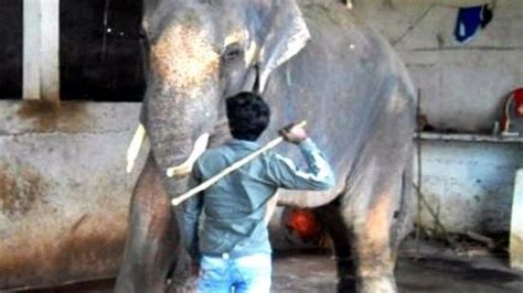 Elephant Torture Video Outrages India News Al Jazeera