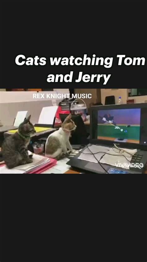 Cats Watching Tom And Jerry Pinterest