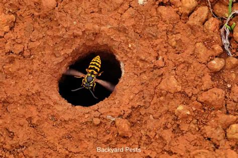 9 Ways To Tell A Ground Bee From A Yellow Jacket Wasp With Pictures