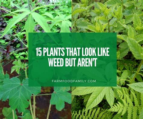 15 Plants That Look Like Weeds But Arent With Pictures