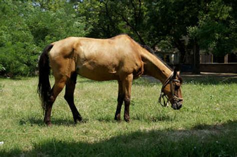horse pictures  bulgaria  equinest