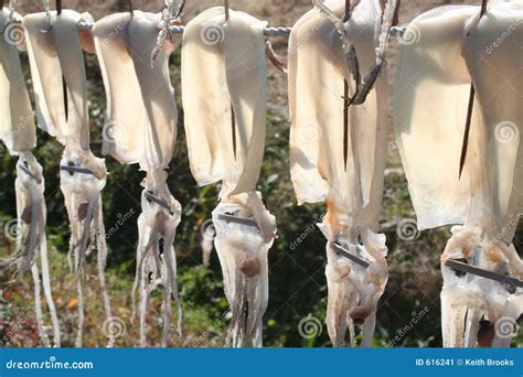 Drying Squid Stock Image Image Of Fish Hang Asian Squid