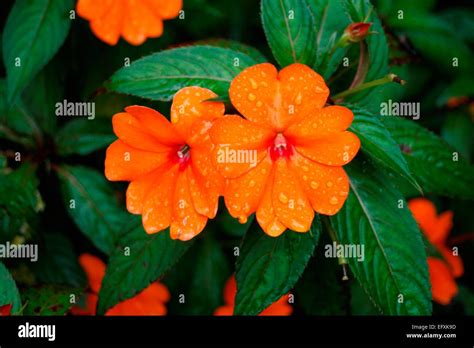 Orange New Guinea Impatiens Flowers Stock Photo Alamy