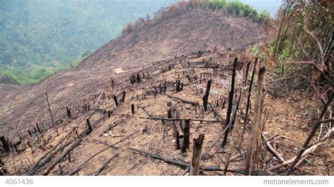 Deforestation After Forest Fire Natural Disaster Stock Video Footage