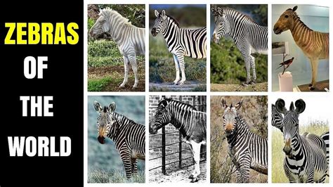 How Many Species Of Zebra Are There Animal Enthusias Blog
