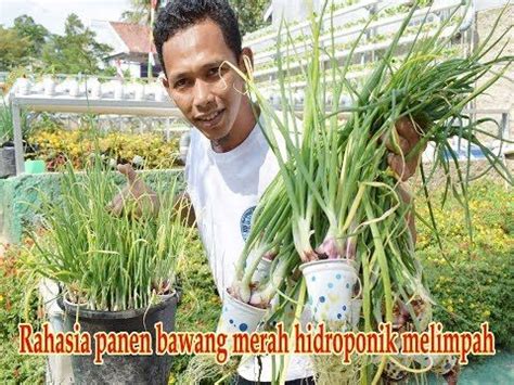 Maybe you would like to learn more about one of these? Panen bawang merah melimpah hanya bibit dari dapur dan ...