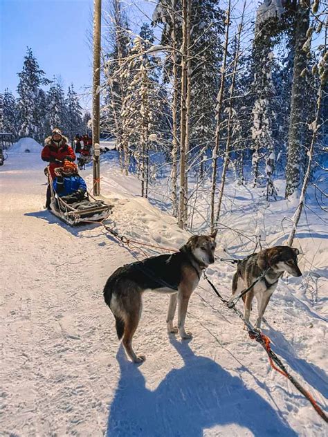 The Best Husky Sledding Safaris And Tours In Finland Lapland