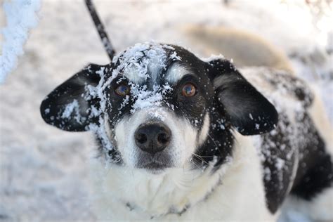 Free Images Snow Winter Puppy Close Up Dog Like Mammal 4608x3072