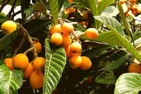 How To Grow A Loquat Tree From A Seed Gardening Dream