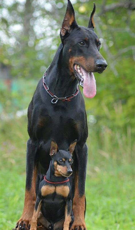Doberman And Min Pincher Doberman Pinscher Dog Doberman Dogs Mini