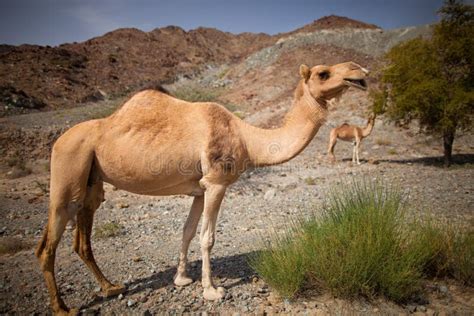 Camello En El Desierto Foto De Archivo Imagen De Sonriente 24153654