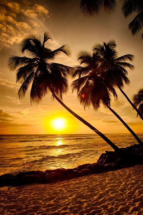 Under Palm Trees In 2020 Nature Photography Amazing Sunsets