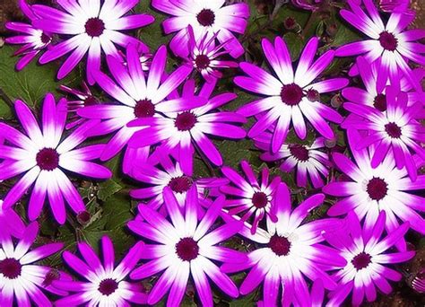 Purple And White Daisy Flwoers