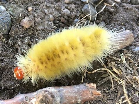 Densely Fuzzy Yellow Caterpillar With Tomato Red Head Halysidota