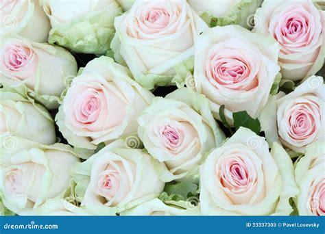 Large Bouquet Of Freshly Cut Big White Roses Stock Image Image Of