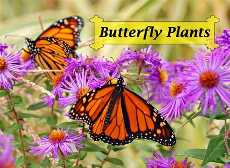 Butterfly Plants List Butterfly Flowers And Host Plant