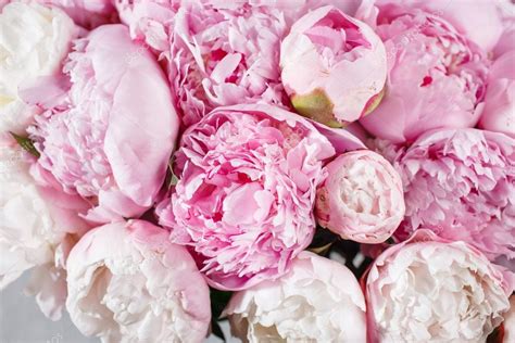 Fresh Bright Blooming Peonies Flowers With Dew Drops On Petals White