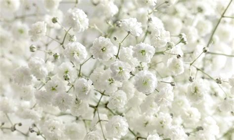 Ultimate Guide To Babys Breath Flower Meaning And Symbolism Petal