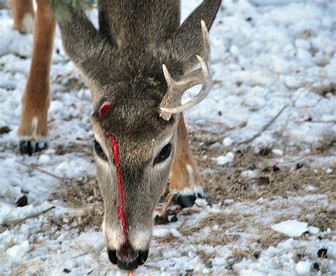 For Deer Hunter How To Finding Shed Antler The Best And Most Complete