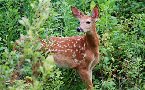 Suzanne Britton Nature Photography White Tailed Fawn Animals