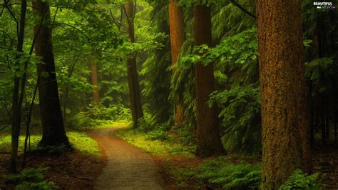 Forest Trees Viewes Way Beautiful Views Wallpapers 1920x1080