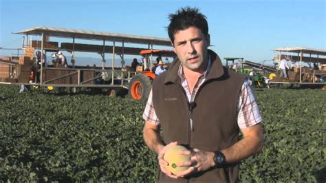 How do you cut a cantaloupe. Do You Know How Your Cantaloupes Are Harvested? - YouTube