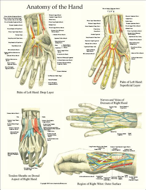 Hand And Wrist Anatomy Poster Clinical Charts And Supplies