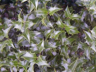 Thetreecenter.com has been visited by 10k+ users in the past month Dragon Lady Hollies available at Highland Hill Farm and ...
