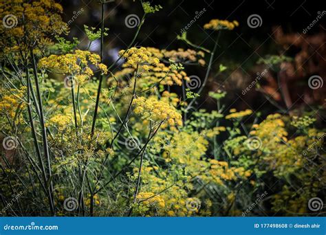 Selective Focus Healthy Food Summer Harvest Conceptfennel Blossoms