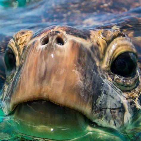 🐢 Hawaii Honu Clarklittle 🆑 Sea Turtles Photography Animals