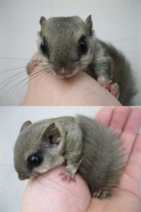 Cute Little Baby Momonga Japanese Flying Dwarf Squirrel