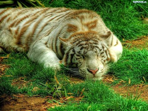 Śpiący Tygrys Trawa