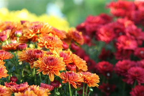 27 Best Fall Flowers To Grow In Pots And Containers