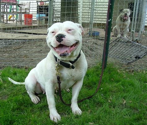 American Bulldog Info Size Lifespan Temperament And Pictures