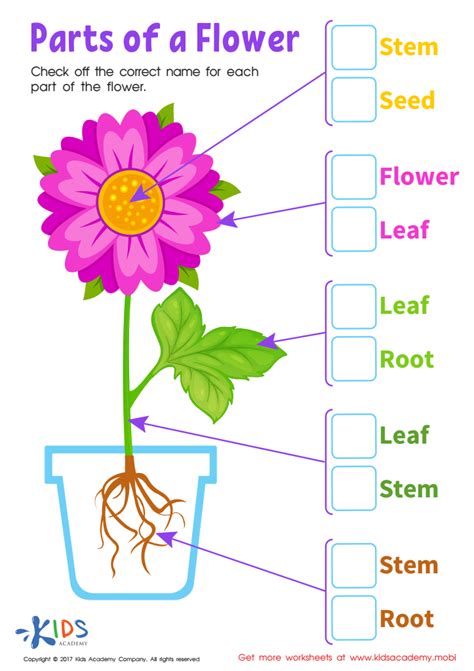 Parts Of A Flower Worksheets For Kindergarten Printable Kindergarten Worksheets