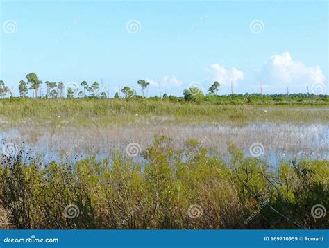 Savannas Preserve State Park Florida Marsh Stock Image Image Of