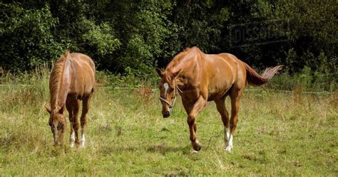 Horses Eating Grass In Field In The Countryside Stock Photo Dissolve