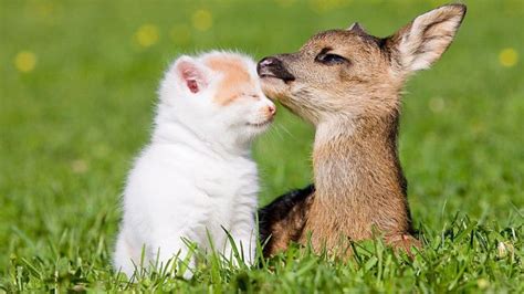 Youll Be Touched By The Unusual Animal Friendship Shown In These 10