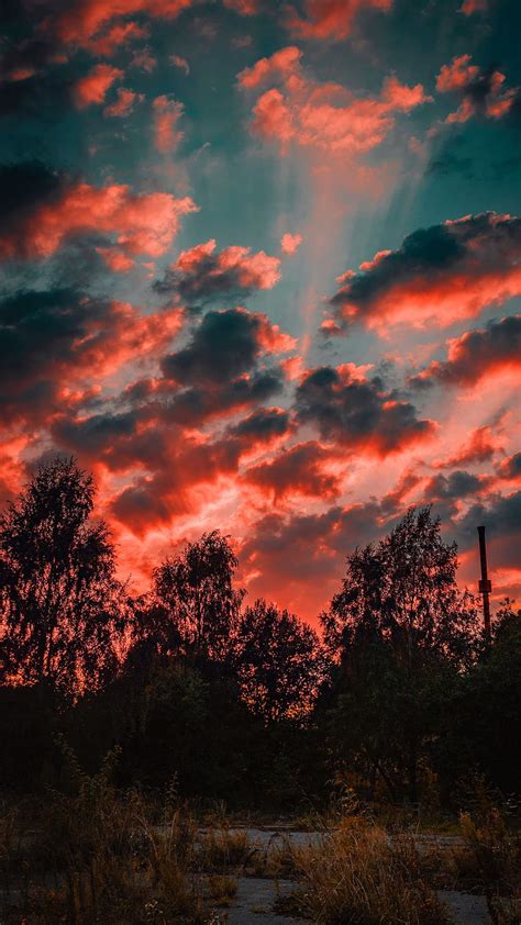 1440x2560 Trees Sunset Sky Clouds Autumn Evening Q Samsung Galaxy