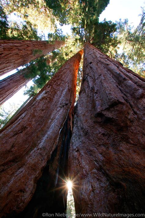 Giant Sequoias Sequoia National Park California Ron Niebrugge