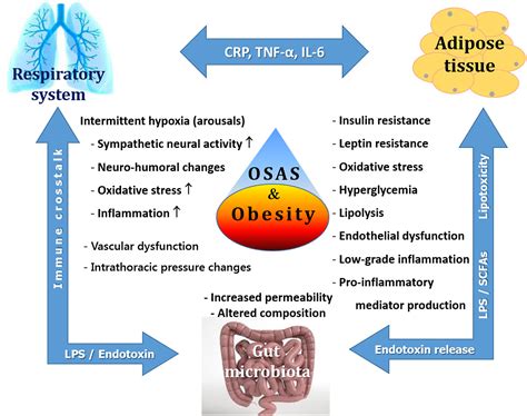 The Relationship Between Obstructive Sleep Apnea Syndrome And Obesity A New Perspective On The