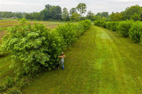 Agroforestry Is Both Climate Friendly And Profitable Civil Eats