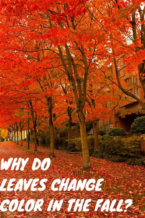Why Do Leaves Change Color In The Fall Color