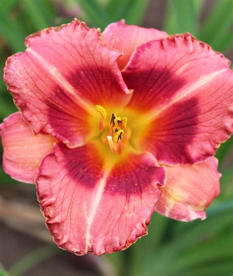 Raspberry Ruffles Daylily 3 Root Divisions Bloomingbulb