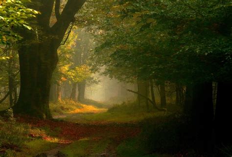 Photography Landscape Nature Fairy Tale Forest Mist